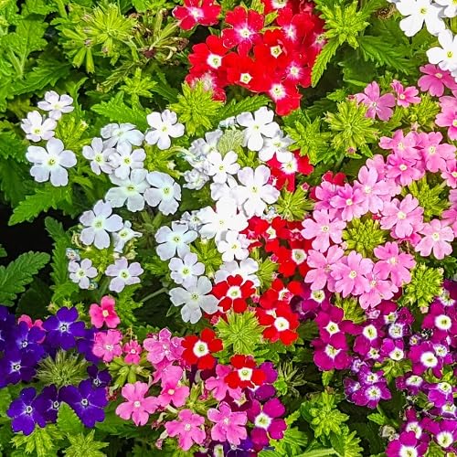 Mixed verbana Flower Seeds
