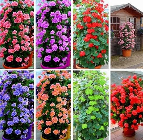 Mixed Climbing Geranium Flower Seeds