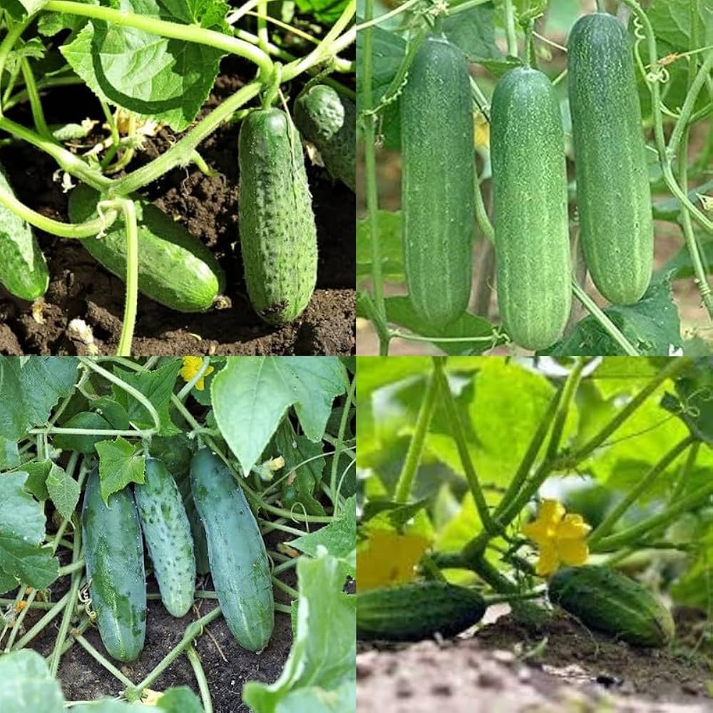 Mixed Cucumber Vegetable Seeds Vegetable Seeds for Home Gardening, Fresh Seasonal Vegetable Planting Heirloom, Non-GMO for Home Garden Planting