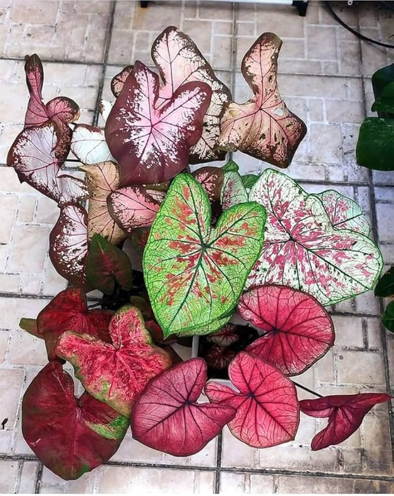 Caladium Flower Seeds