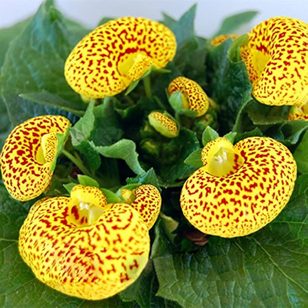 Calceolaria Flower Calceolaria Spp