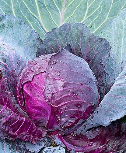 Cabbage Vegetable Seeds for Planting for Growing Purple Vegetable Seeds for Home Gardening, Fresh Heirloom, Non-GMO for Home Garden Planting