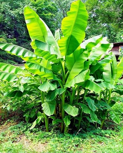 Green Banana Plant Fruit Seeds Fruit Seeds for Fruit