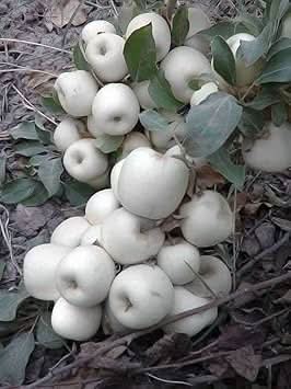 white apple fruit for planting premium quality plant Fruit seeds