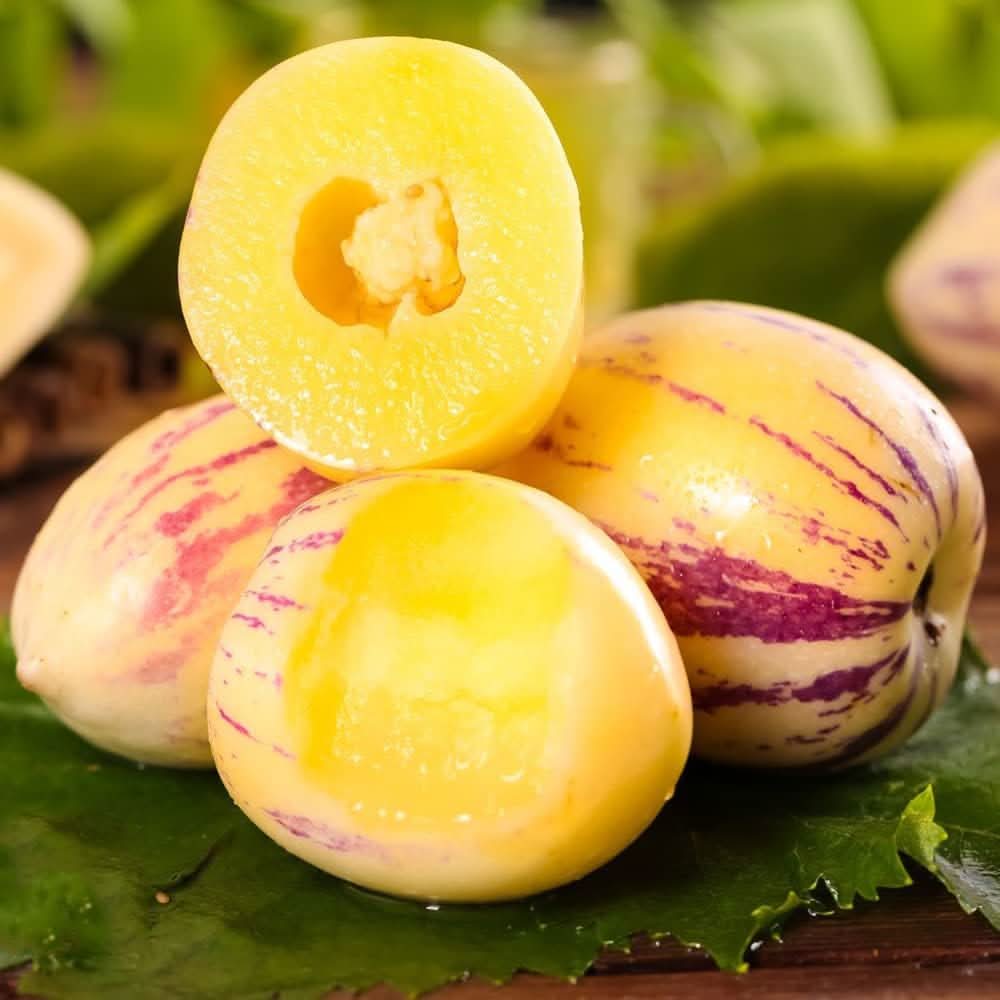 sugar gold pepino melon fruit for planting sweet tropical treats heirloom and gmo free your home seeds
