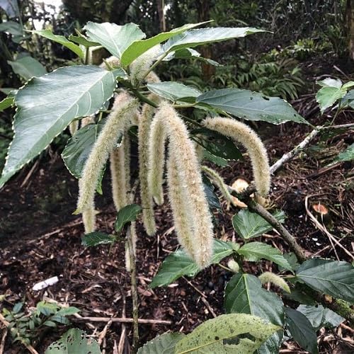 White Acalypha Hispida Flower Seeds
