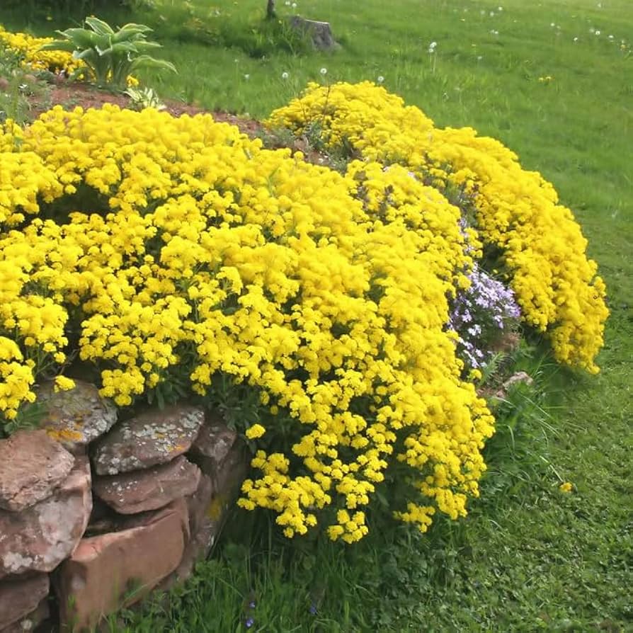 Yellow Thyme Flower Seeds – Easy Grow Blossoms for Pots and Backyard Spaces, Heirloom, Non-GMO, High Germination