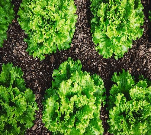 Lettuce Vegetable Seeds Heirloom, Non-GMO for Home Garden Planting