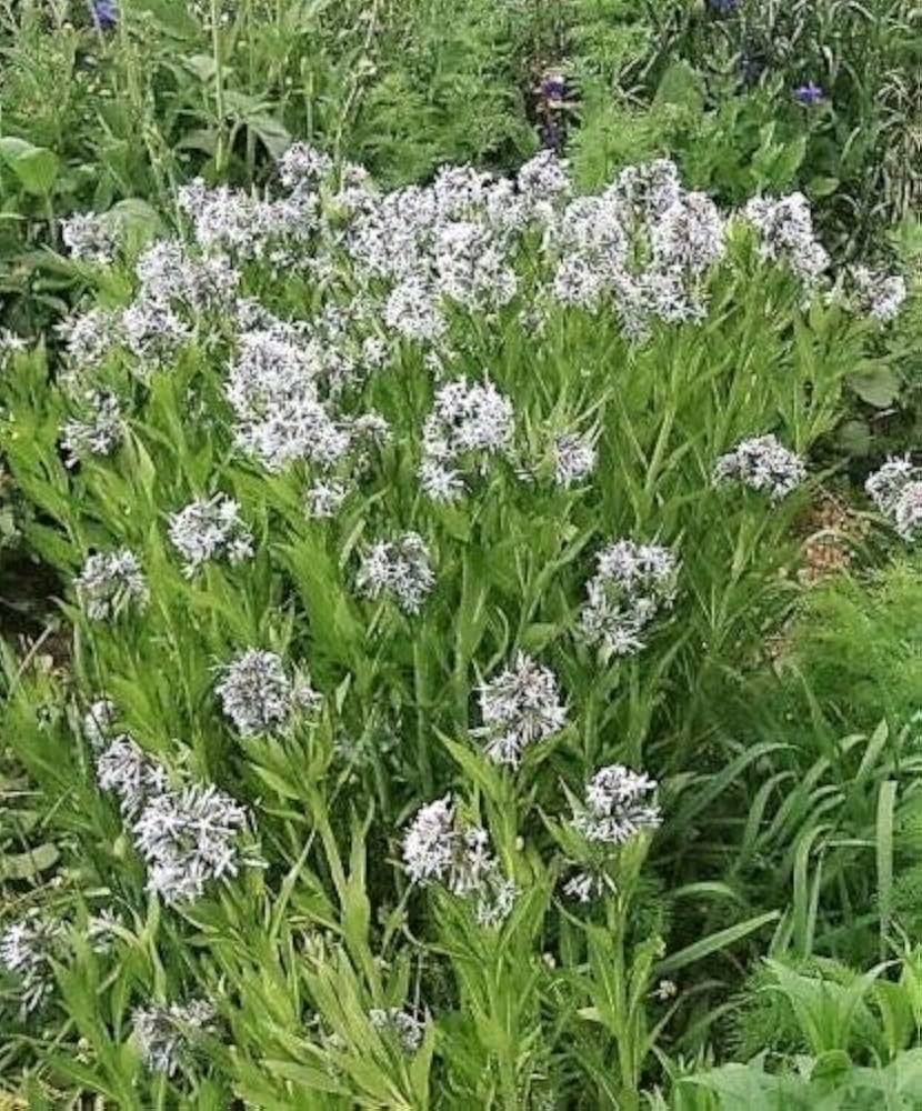 Blue Star Amsonia Illustris