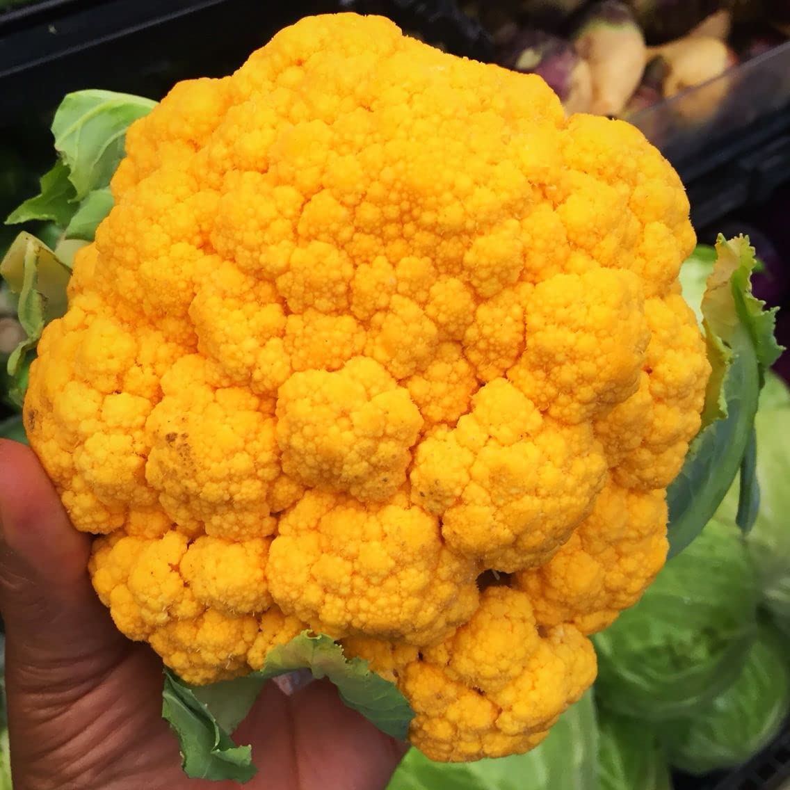 orange cauliflower vegetable Fruit seeds