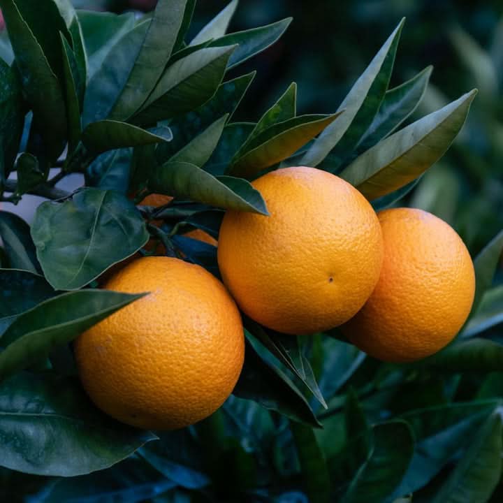 Lemon Tree Orange Variety Fruit Seeds
