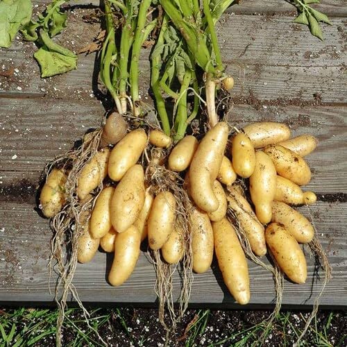 Light Cream Fingerling Potato vegetable seeds - Heirloom, Organic, Non Gmo Garden Seeds for kitchen garden planting