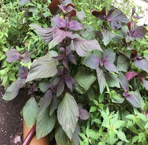 Green Purple Perilla vegetable seeds - Heirloom, Organic, Non Gmo Garden Seeds for kitchen garden planting