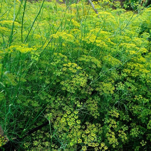 Fennel Plant Seeds herb seeds - healthy herbs, kitchen garden garden seeds