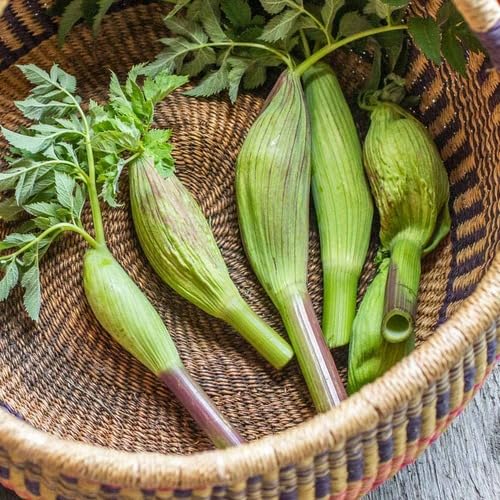 Angelica vegetable seeds for Home Gardening, Fast Growing Home Garden Variety Premium for kitchen garden planting