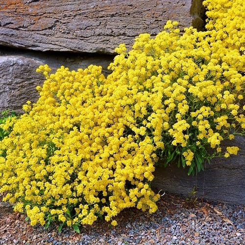 Yellow Alyssum Flowers Seeds