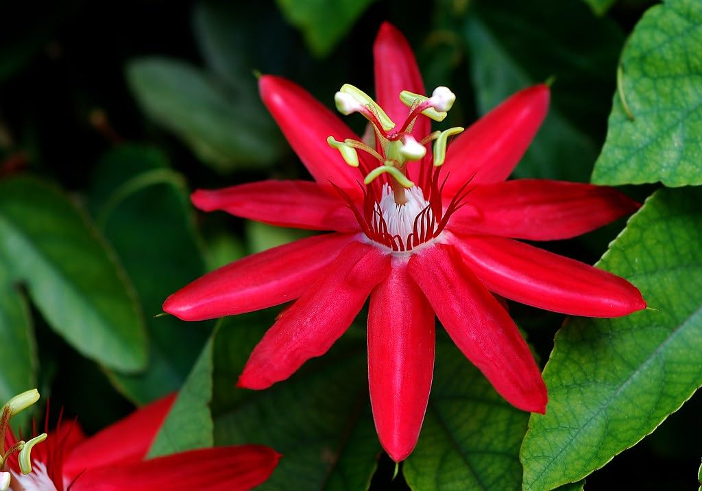 Pink Passion Flower Seeds
