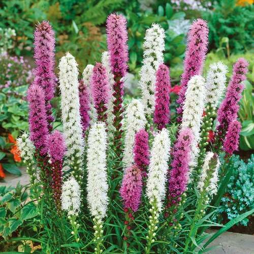 Mixed liatris Flower Seeds