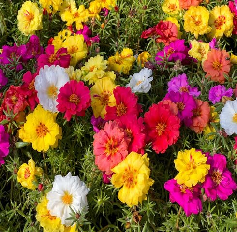 Mix Phlox Flower Seeds
