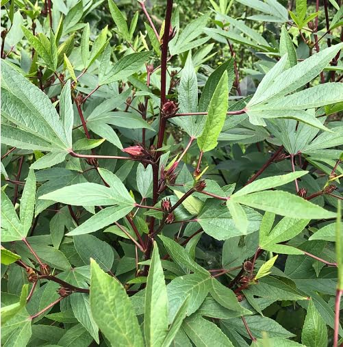 Green Roselle vegetable seeds for Home Gardening, Heirloom, Non-GMO, High Germination for kitchen garden planting