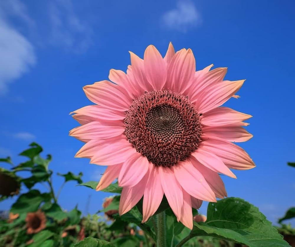 Pink Sunflower Seeds