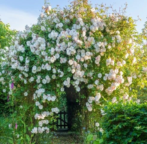 White Climbing Rose Flower Seeds