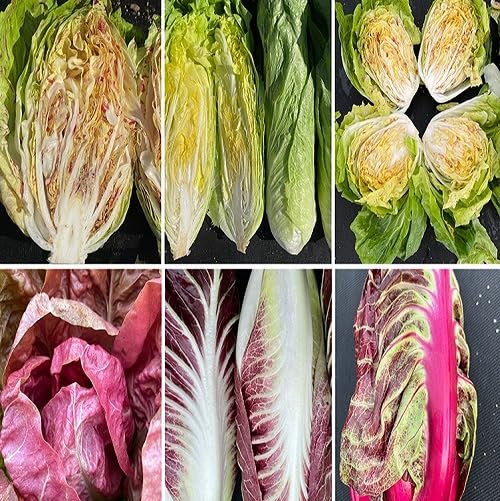 Mixed Radicchio vegetable seeds - Heirloom, Organic, Non Gmo Garden Seeds for kitchen garden planting