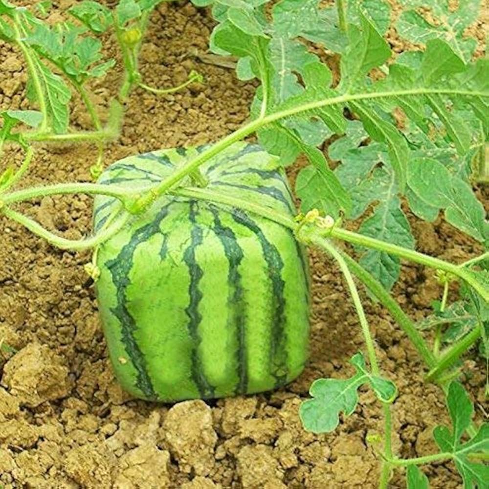 Geometric Square Watermelon Fruit Seeds