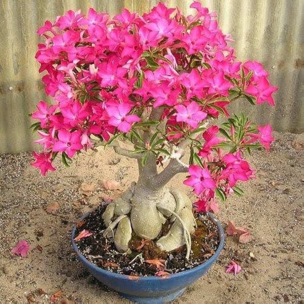 Adenium Obsum Desert Rose Triple King Pandora Flower Seeds