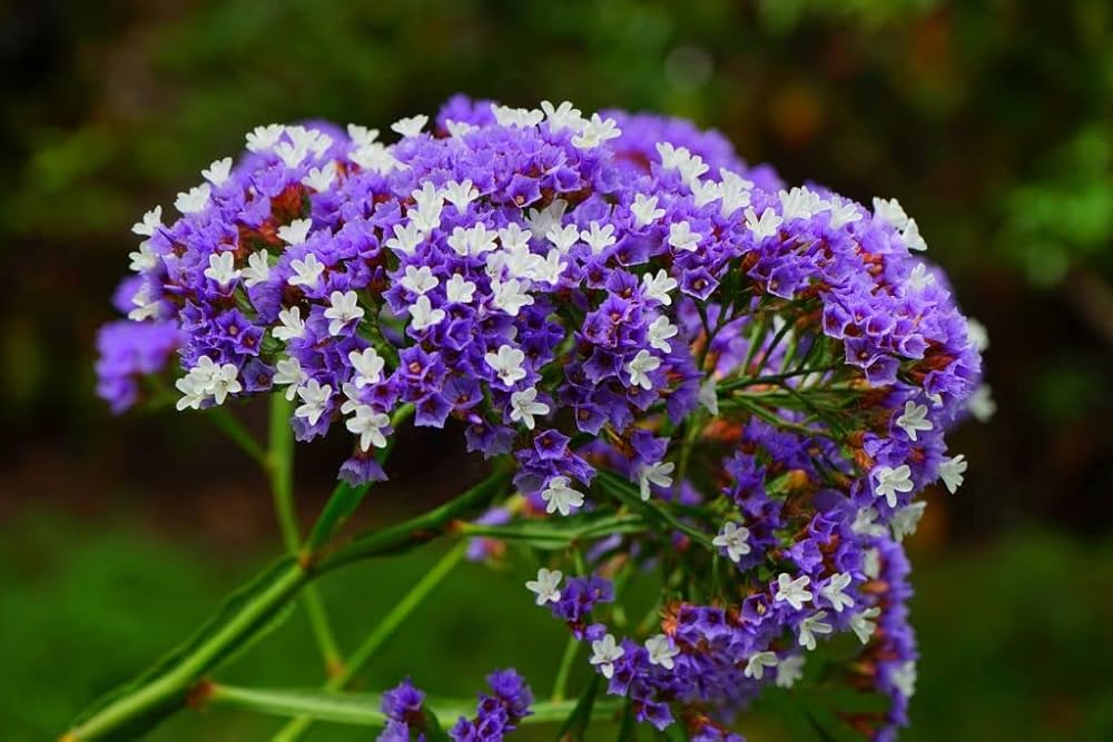 Purple Statice Flower