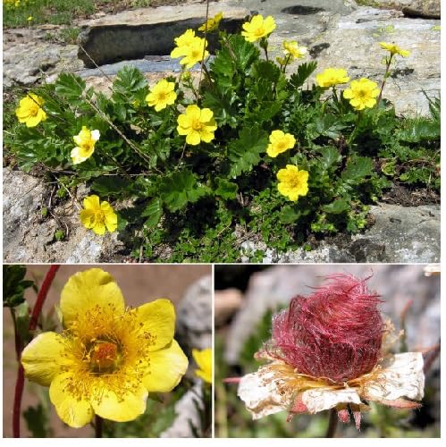 Mixed Geum reptans Flower Seeds