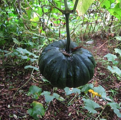 Green Squash vegetable seeds for Home Gardening, Natural Farm Fresh Gardening Choice for kitchen garden planting