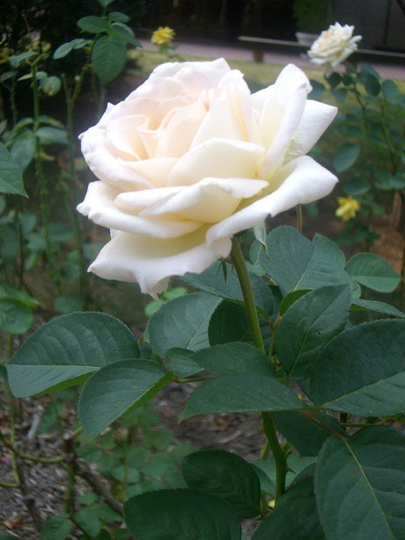 White Swept Away Rose Flower Fresh
