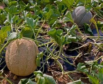 Brown Muskmelon Fruit Growing Sweet And Aromatic Melons Fruit Seeds