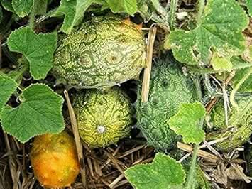 Cucumis Metuliferus Horned Melon Fruit Unique For Home Gardens For Sustainable Fruit Seeds