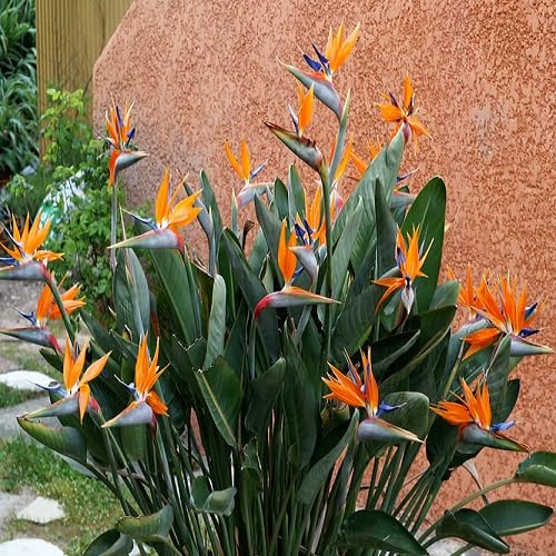 Green Strelitzia Flowering Plant Seeds