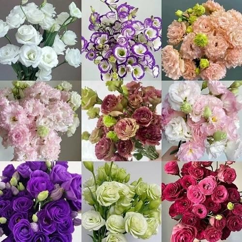 Mixed Lisianthus Flower Seeds