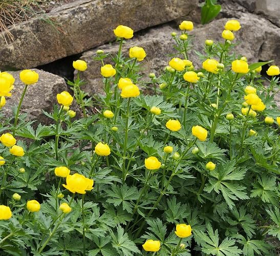 Yellow Trollius Flower Seeds
