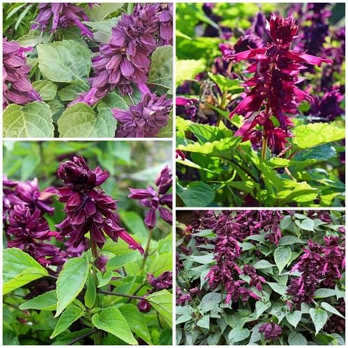 Purple Salvia Flower Seeds