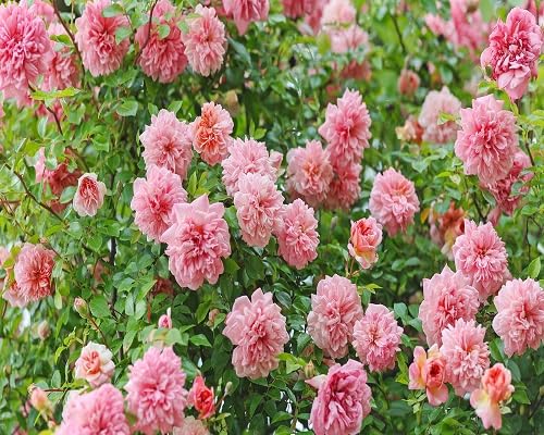 Mixed Zephirine Flower Seeds