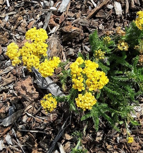 Yellow achillea Flower Seeds
