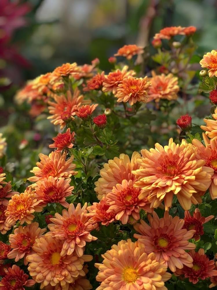 Orange Giant Chrysanthemum Flower Seeds - Heirloom Non GMO High Germination Flower Seeds for Home Garden Planting