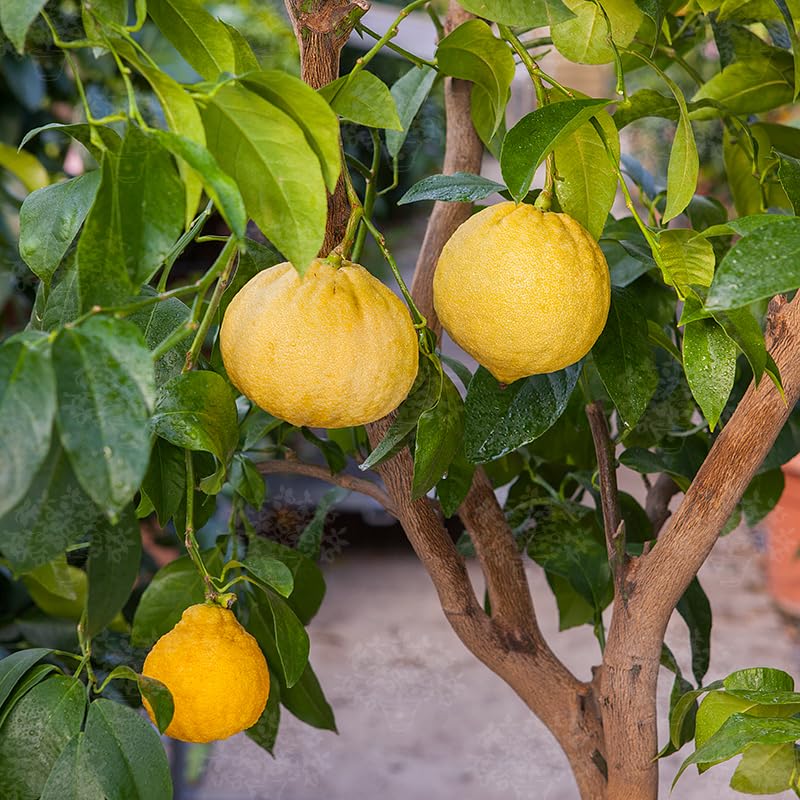 Yellow Bergamot fruit seeds for organic garden planting