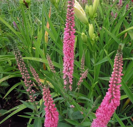 Pink Veronica Flower Seeds