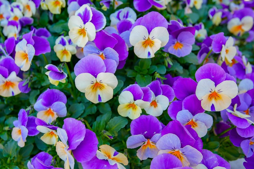 Blue Heavenly Pansy Flower Stratifed Spring Garden