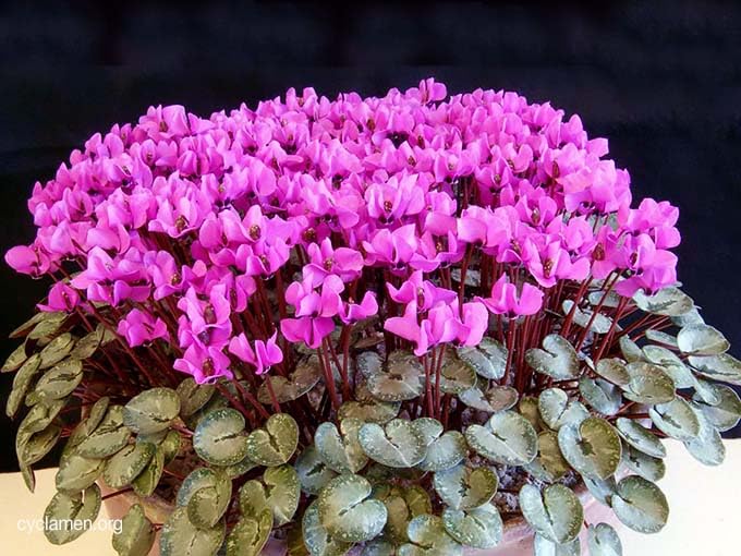 Purple Cyclamen Flower Seeds