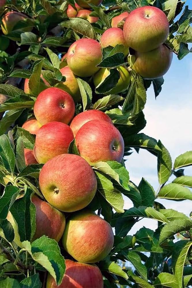 Jonagold Apple Tree Malus Domestica