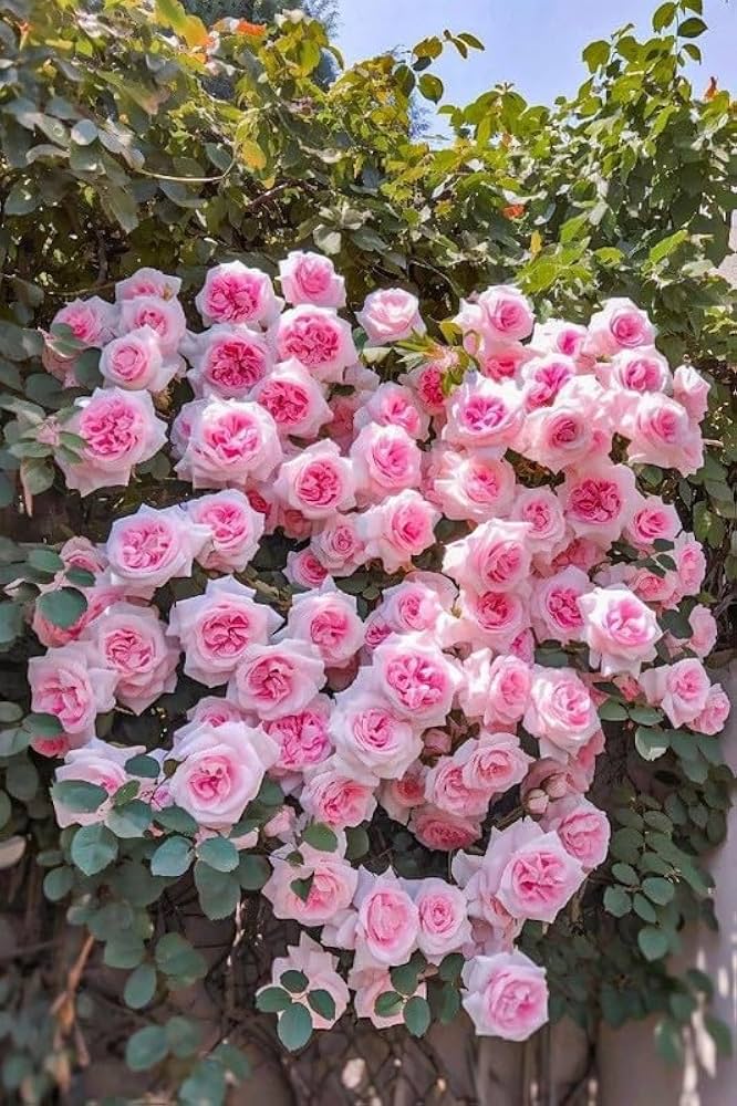 Pink Climbing Rose Flower Rosa Spp