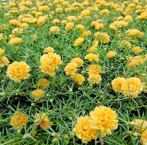 Yellow Moss Rose Flower Seeds