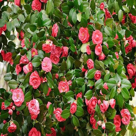 Japonica Flower Seeds